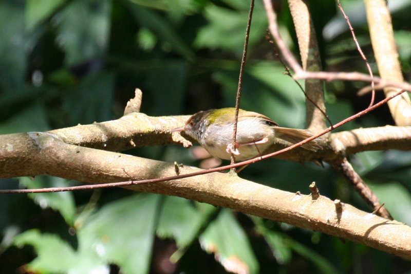 Common Tailorbird (Orthotomus sutorius) Hong Kong, Long Fu Shan Country Park