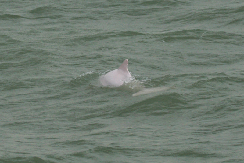 Indo-Pacific Humpbacked Dolphin (Sousa chinensis) Hong Kong