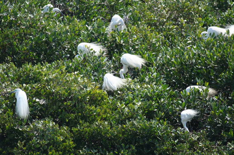 Great Egret ssp modesta (Ardea alba modesta) Hong Kong, Mai Po Nature Reserve