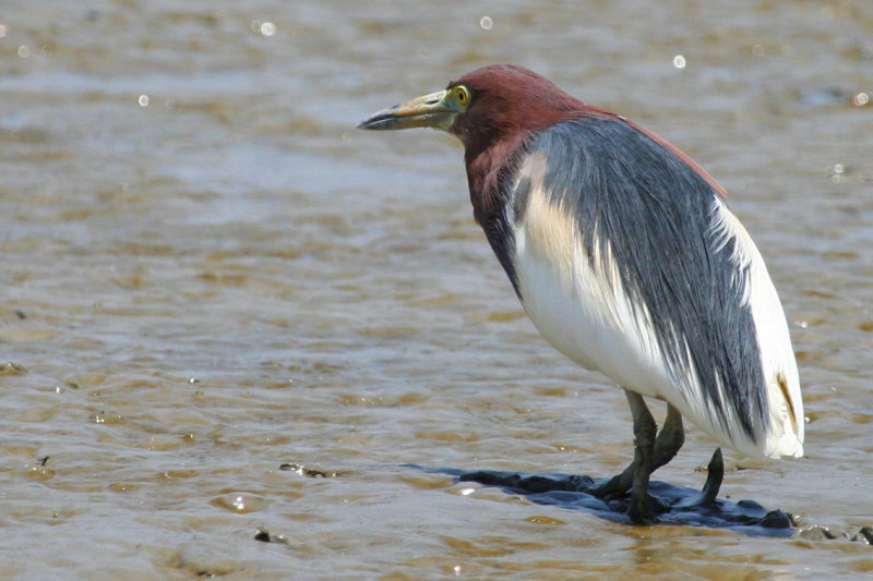 Chinese Pond Heron (Ardeola bacchus) Hong Kong, Mai Po Nature Reserve