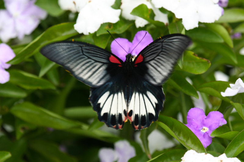 Great Mormon (Papilio memnon) Hong Kong Island - Victoria Peak