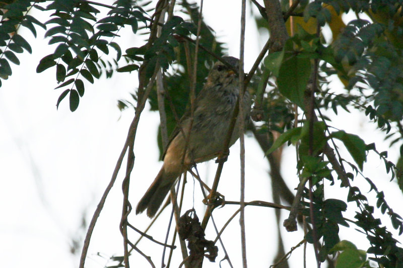 Dusky Warbler (Phylloscopus fuscatus) Hong Kong - Mai Po Nature Reserve