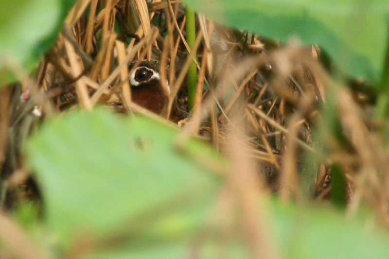 Hide and seek Greater Painted Snipe (Rostratula benghalensis) Hong Kong, Long Valley
