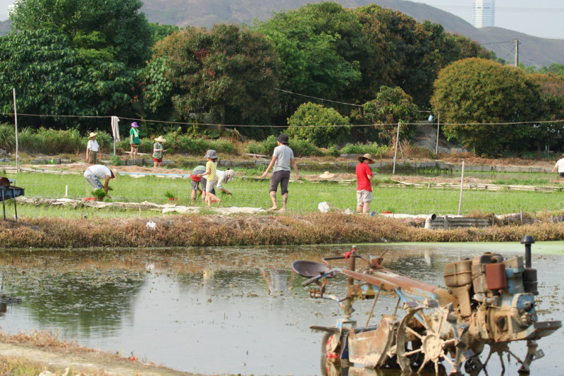 Hong Kong, Long Valley, rice planting