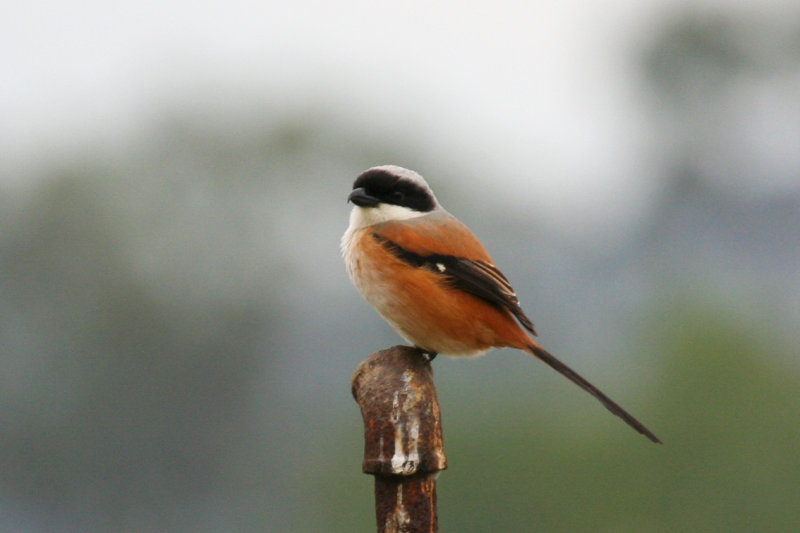 Long-tailed Shrike (Lanius schach) Hong Kong, Long Valley