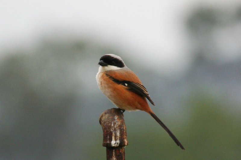 Long-tailed Shrike (Lanius schach) Hong Kong, Long Valley