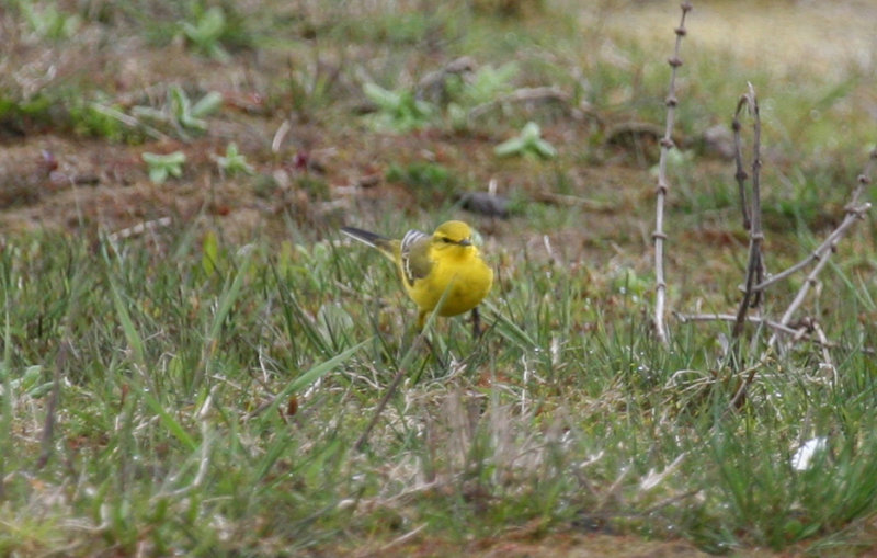 Yellow-crowned Wagtail (Motacilla flava flavissima) Rockanje - Strypsche Wetering