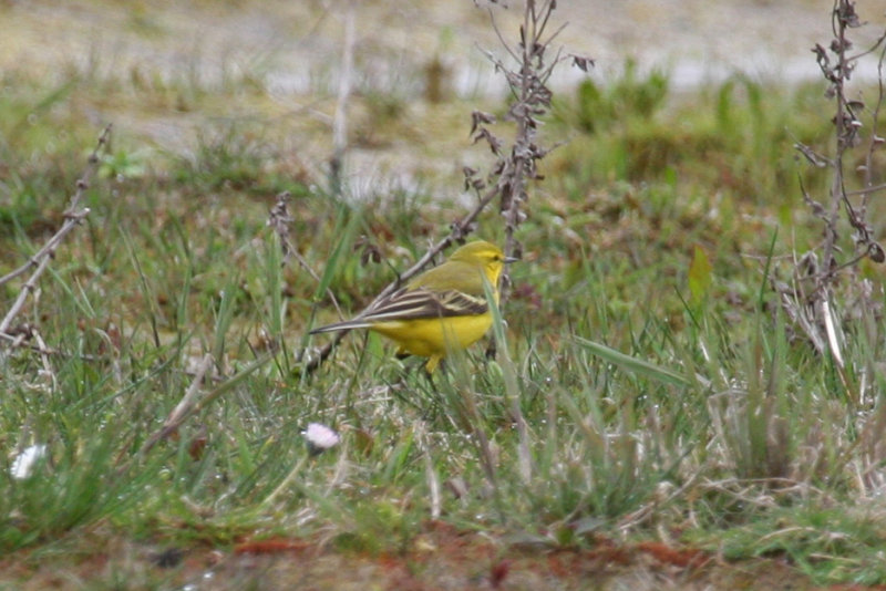 Yellow-crowned Wagtail (Motacilla flava flavissima) Rockanje - Strypsche Wetering
