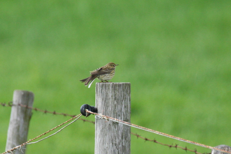 Meadow Pipit (Anthus pratensis), Rockanje - Strypsche Wetering