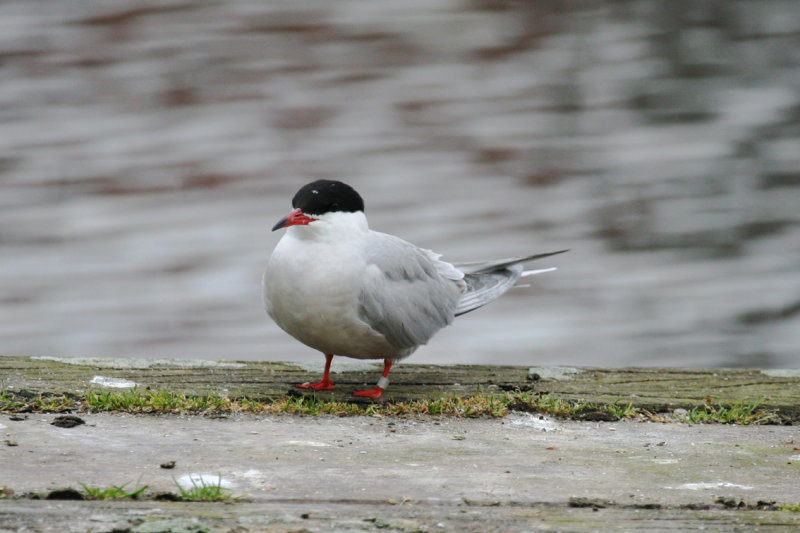 Common Tern (Sterna hirundo) Rotterdam - Bergsche plassen