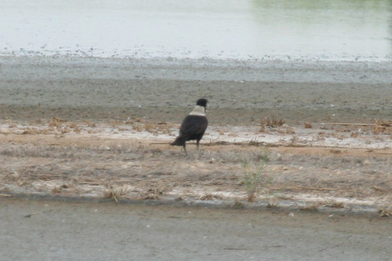 Collared Crow (Corvus torquatus) Hong Kong - Mai Po Nature Reserve