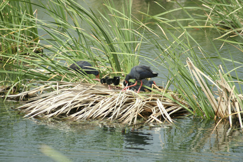 Quinta do Lago - Purple Gallinules with chicks