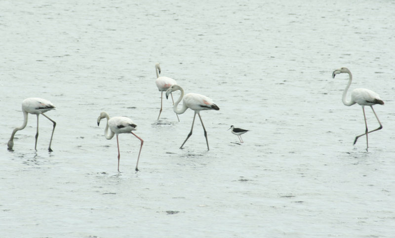 - Tavira Saltpans, Flamingoes 1 closeup.jpg