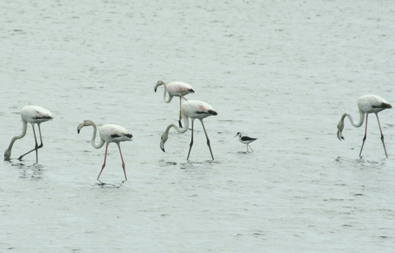 - Tavira Saltpans, Flamingoes 2 closeup.jpg