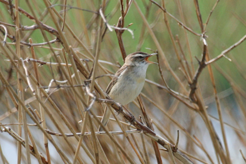 Sedge Warbler (Acrocephalus schoenobaenus) Vlaardingse Vlietlanden