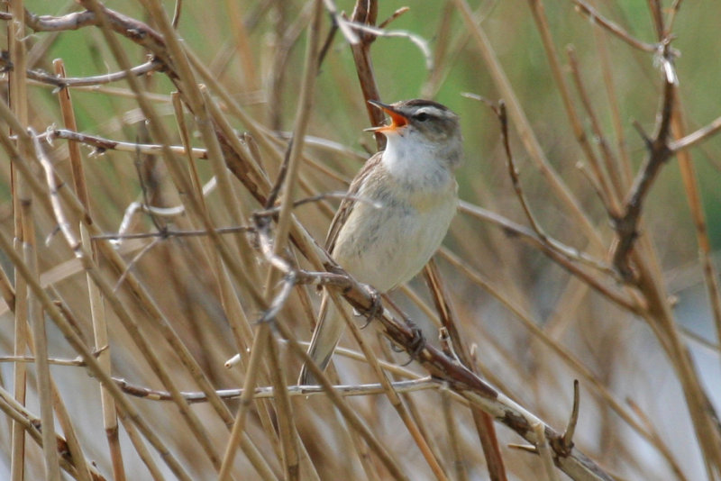 Sedge Warbler (Acrocephalus schoenobaenus) Vlaardingse Vlietlanden