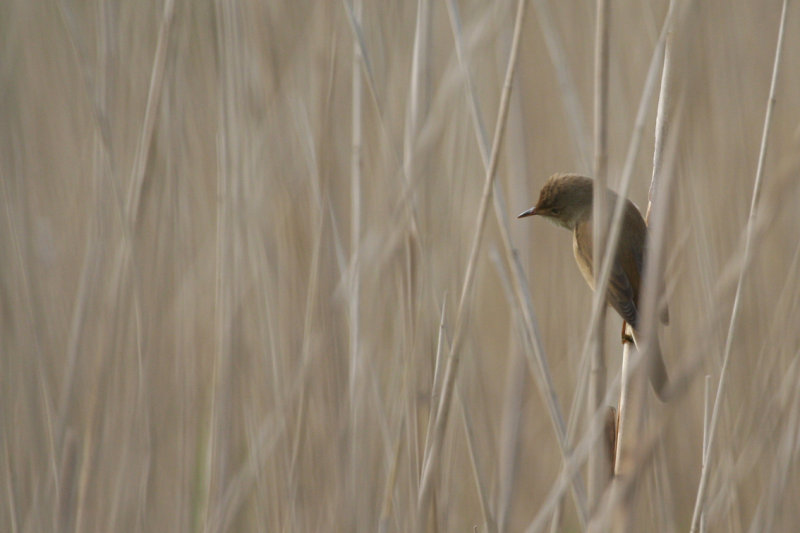 Eurasian Reed Warbler (Acrocephalus scirpaceus) Zevenhuizerplas - Populierenbosje