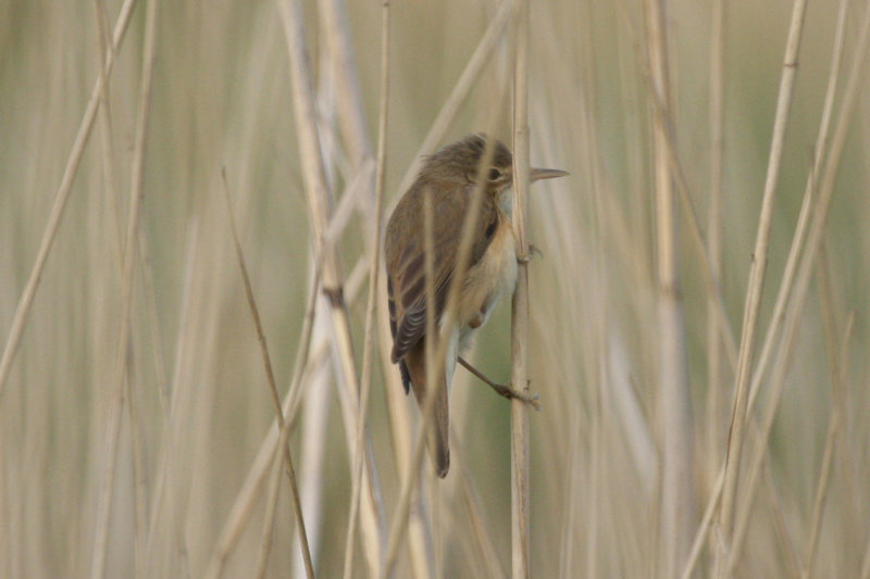 Eurasian Reed Warbler (Acrocephalus scirpaceus) Zevenhuizerplas - Populierenbosje