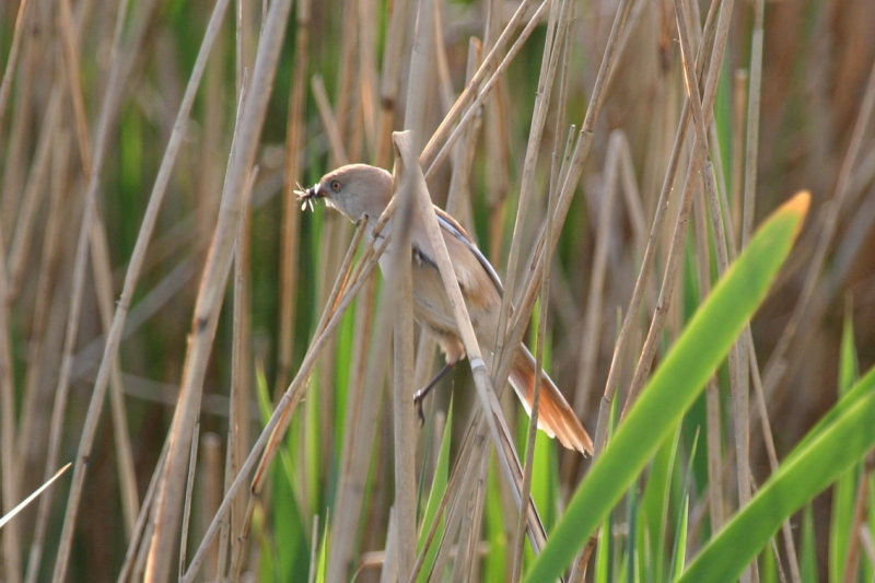 Bearded Reedling (Panurus biarmicus) Zevenhuizerplas - Populierenbosje