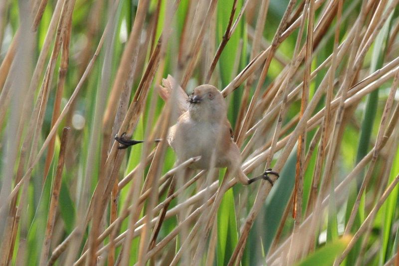 Bearded Reedling (Panurus biarmicus) Zevenhuizerplas - Populierenbosje
