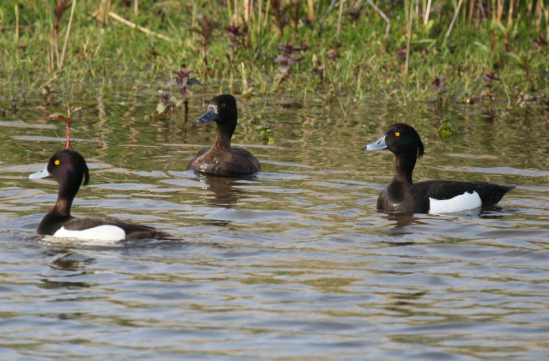 Tufted Duck (Aythya fuligula) Zevenhuizerplas - Populierenbosje