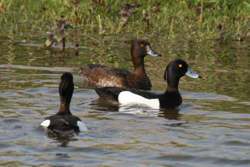 Tufted Duck (Aythya fuligula) Zevenhuizerplas - Populierenbosje