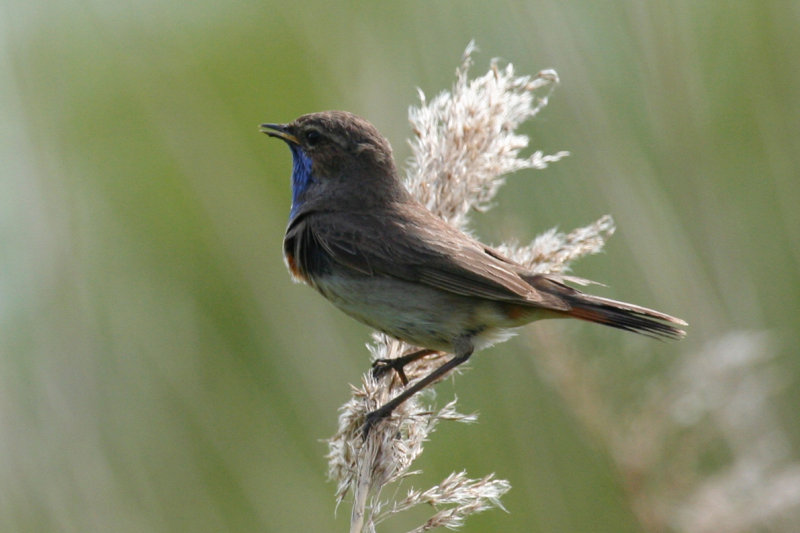 Bluethroat (Luscinia svecica) De Ronde Venen - Waverhoek