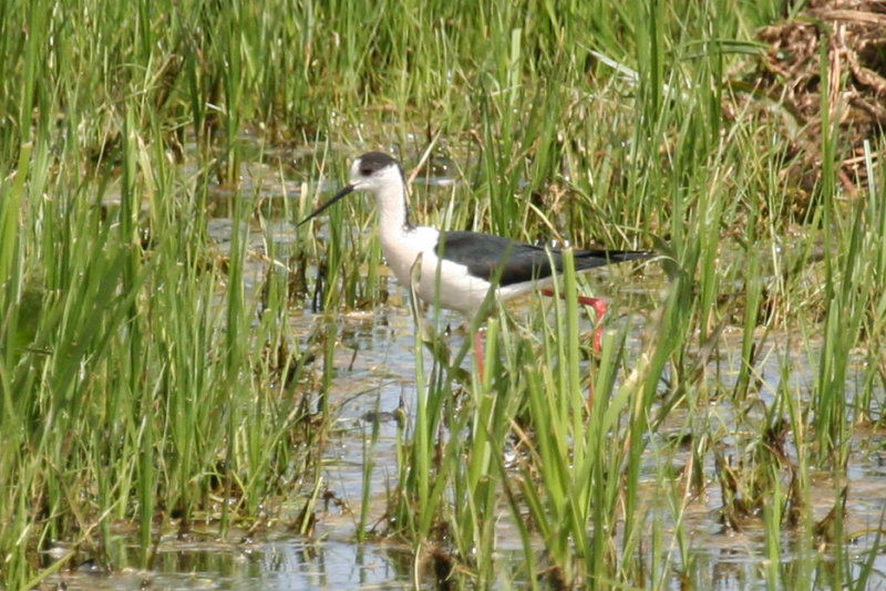 Black-winged Stilt (Himantopus himantopus) Ouderkerk aan de Amstel - Landje van Geijsel