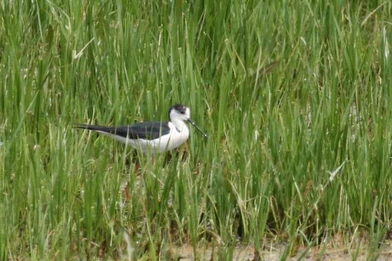 Black-winged Stilt (Himantopus himantopus) Ouderkerk aan de Amstel - Landje van Geijsel
