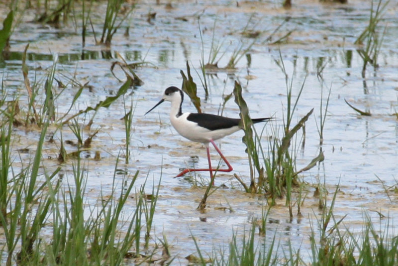 Black-winged Stilt (Himantopus himantopus) Ouderkerk aan de Amstel - Landje van Geijsel