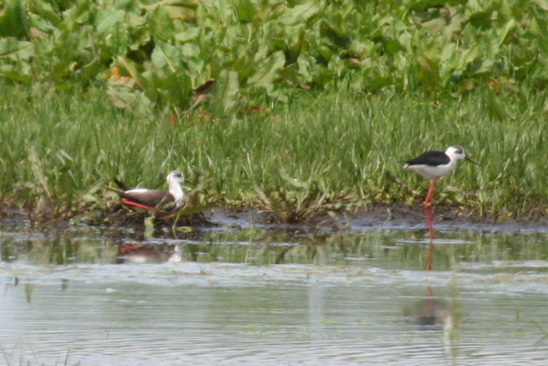 Black-winged Stilt (Himantopus himantopus) Ouderkerk aan de Amstel - Landje van Geijsel