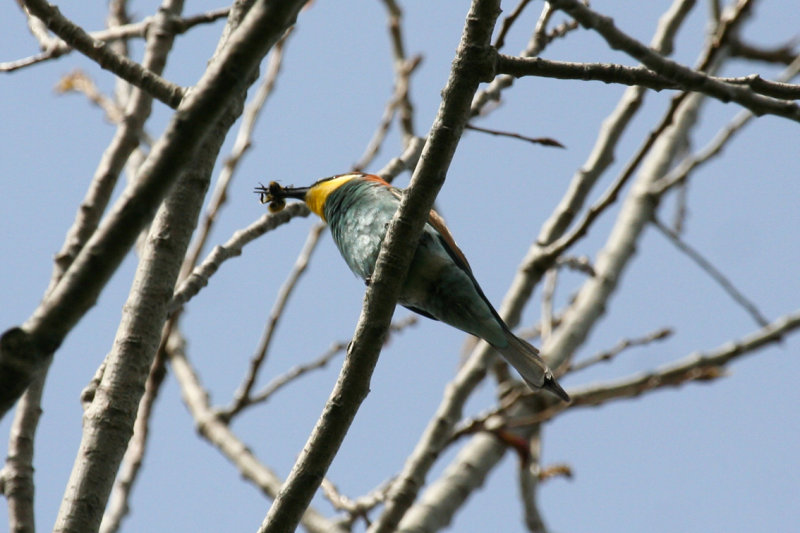 European Bee-eater (Merops apiaster) Texel - Dorpzicht