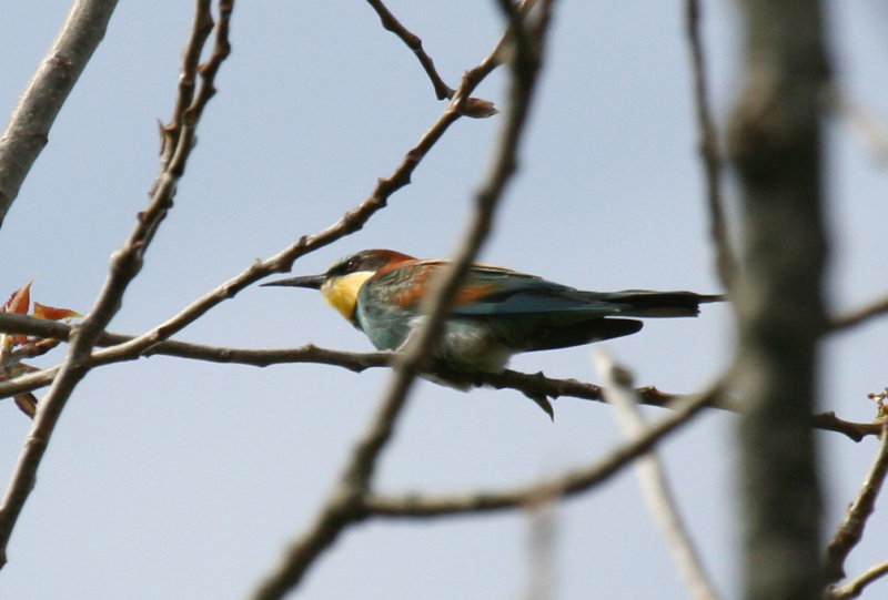 European Bee-eater (Merops apiaster) Texel - Dorpzicht
