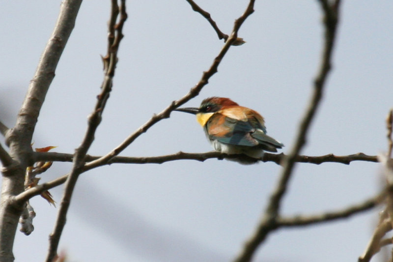 European Bee-eater (Merops apiaster) Texel - Dorpzicht