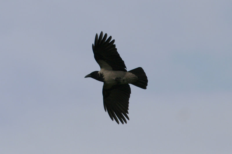 Hooded Crow (Corvus cornix) Texel - Witte Hoek
