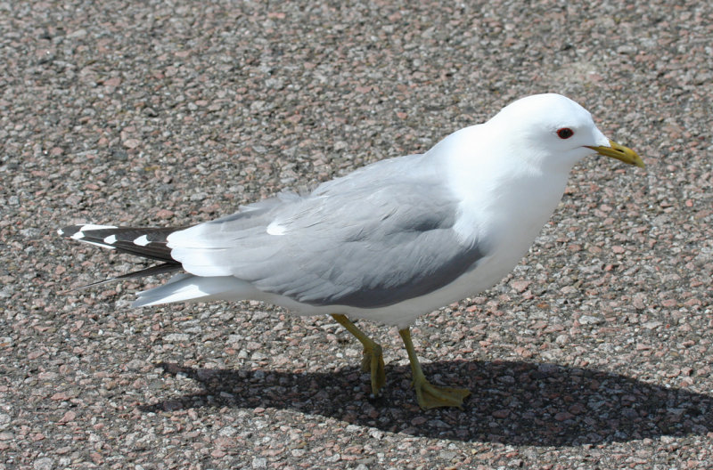 Mew Gull (Larus canus) Texel - De Petten