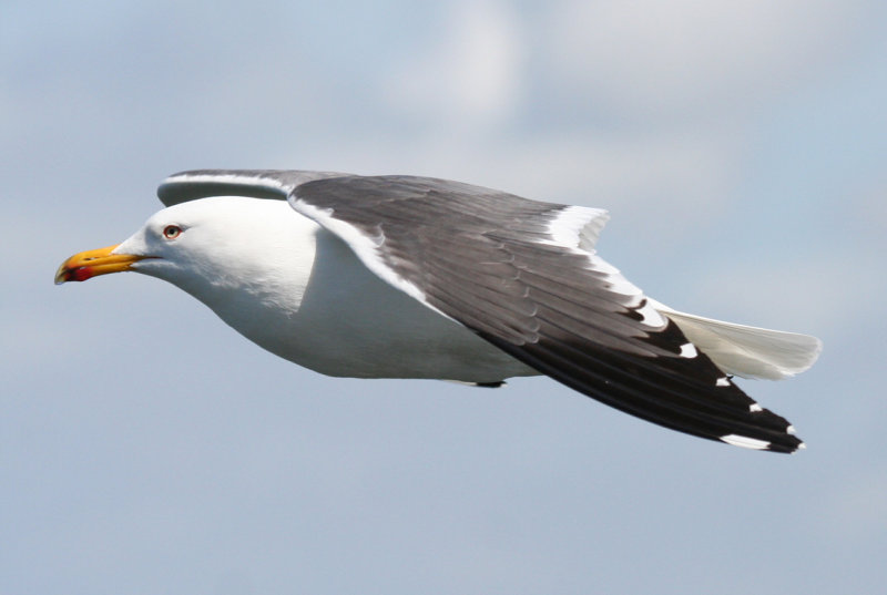 Lesser Black-backed Gull (Larus fuscus) Texel - Marsdiep