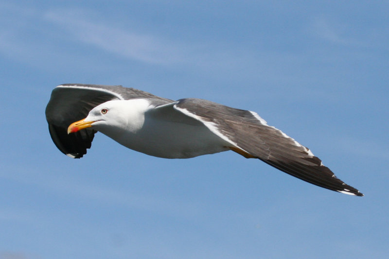 Lesser Black-backed Gull (Larus fuscus) Texel - Marsdiep