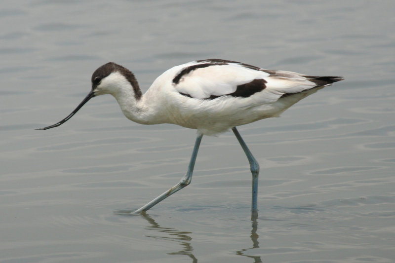 Pied Avocet (Recurvirostra avosetta) Hong Kong - Mai Po Nature Reserve
