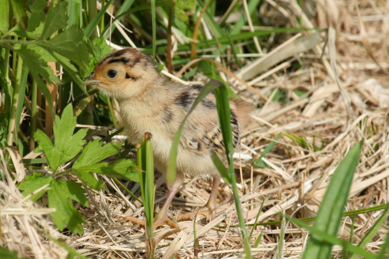 Common Pheasant (Phasianus colchicus) Nestling - Waterland, Durgerdammerdijk