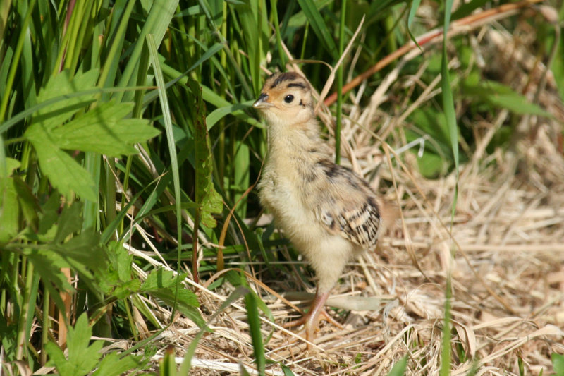 Common Pheasant (Phasianus colchicus) Nestling - Waterland, Durgerdammerdijk