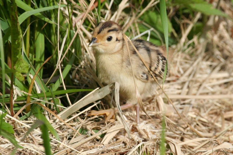 Common Pheasant (Phasianus colchicus) Nestling - Waterland, Durgerdammerdijk