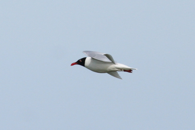 Mediterranean Gull (Ichthyaetus melanocephalus) Waterland, Kinseldam
