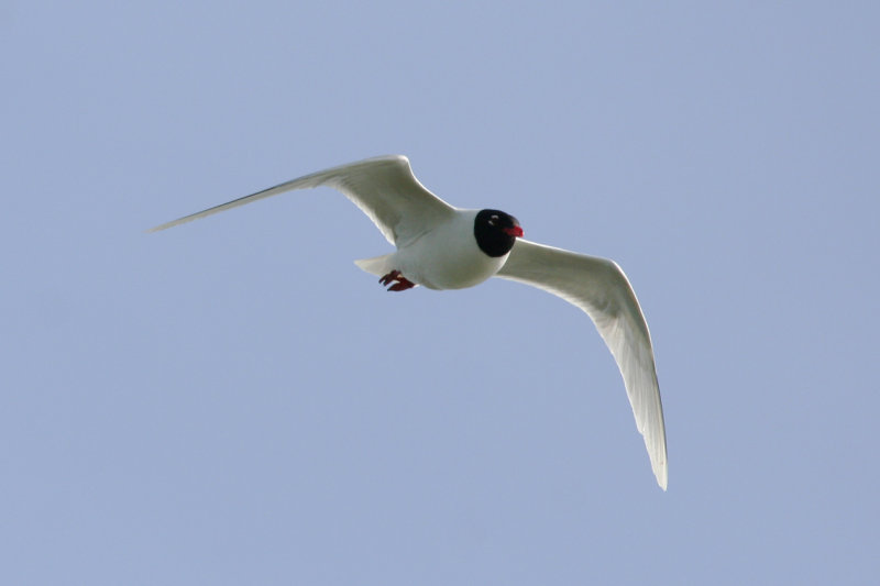 Mediterranean Gull (Ichthyaetus melanocephalus) Waterland, Kinseldam