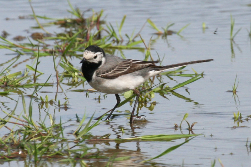 White Wagtail (Motacilla alba) Waterland, Polder IJdoorn, Plasdras