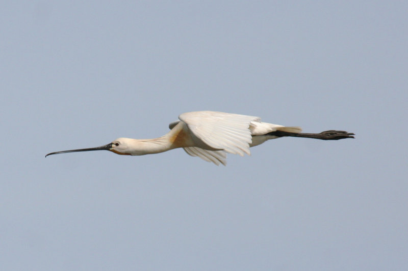 Eurasian Spoonbill (Platalea leucorodia) Waterland, Polder IJdoorn Plasdras