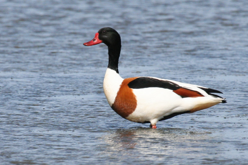 Common Shelduck (Tadorna tadorna) Waterland, Polder IJdoorn Plasdras