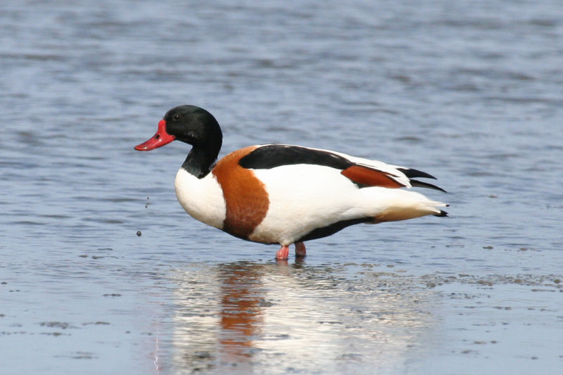 Common Shelduck (Tadorna tadorna) Waterland, Polder IJdoorn Plasdras