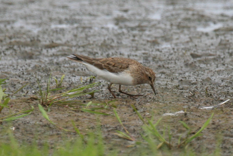 Temminck's Stint (Calidris temminckii) Waterland, Polder IJdoorn Plasdras