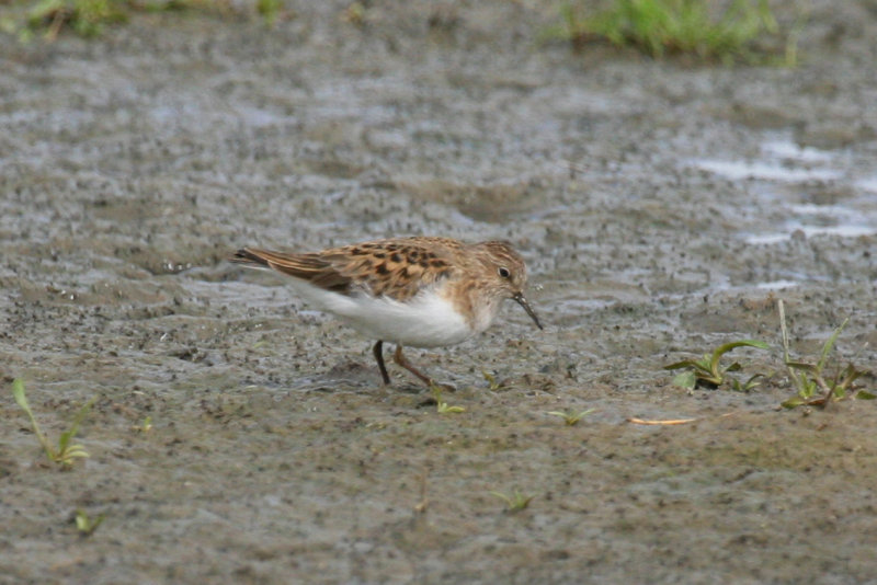 Temminck's Stint (Calidris temminckii) Waterland, Polder IJdoorn Plasdras